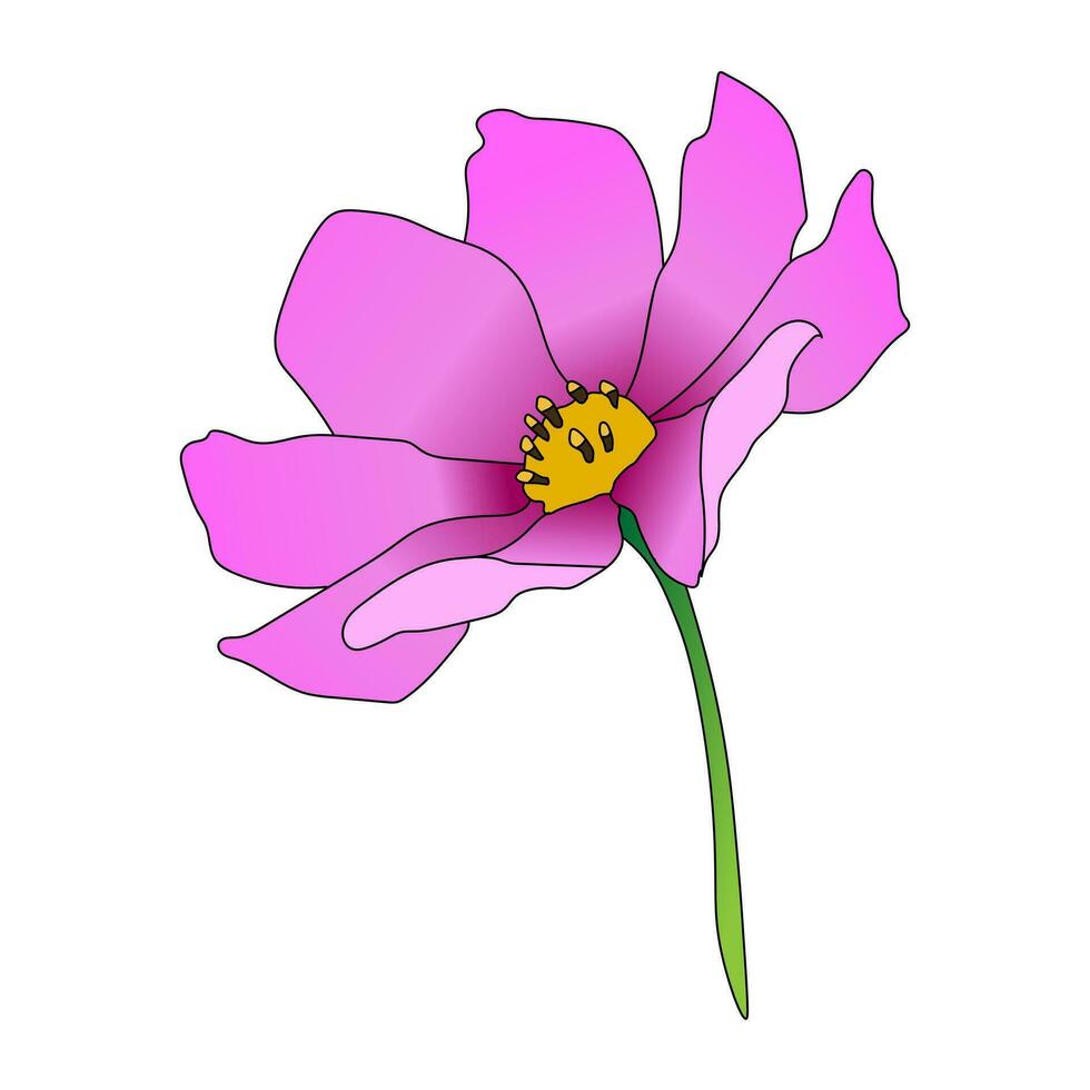 Pink cosmos flower isolated on white background vector