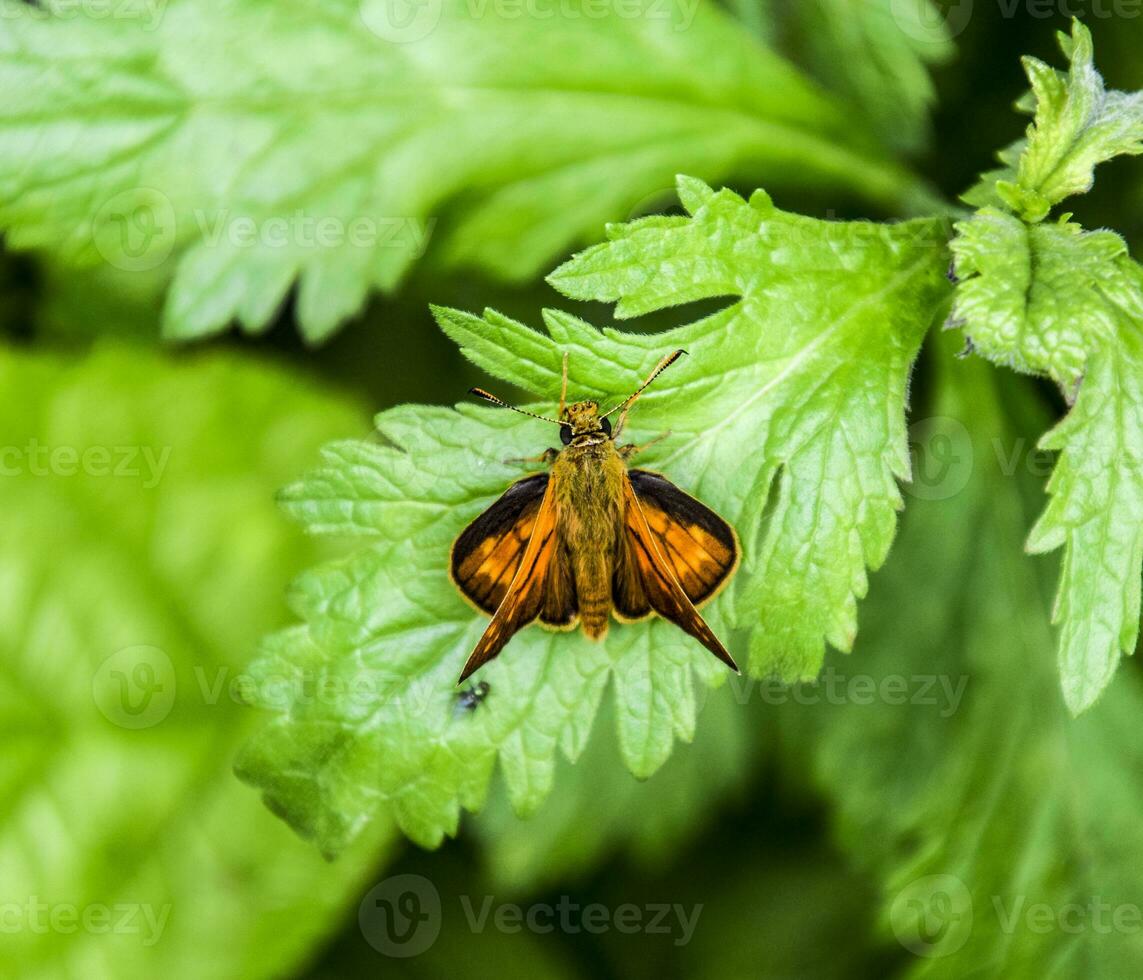 Butterfly red colored sat on a green leaf. Full photo with a sharp Closeup of a Skipper Hesperiidae butterfly taken with a macro lens. Now you can crop the photo itself
