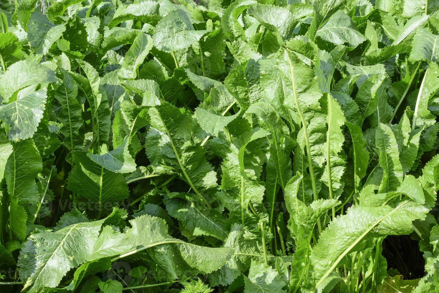 Plant horseradish. Spicy plant in the garden. Horseradish is common in
