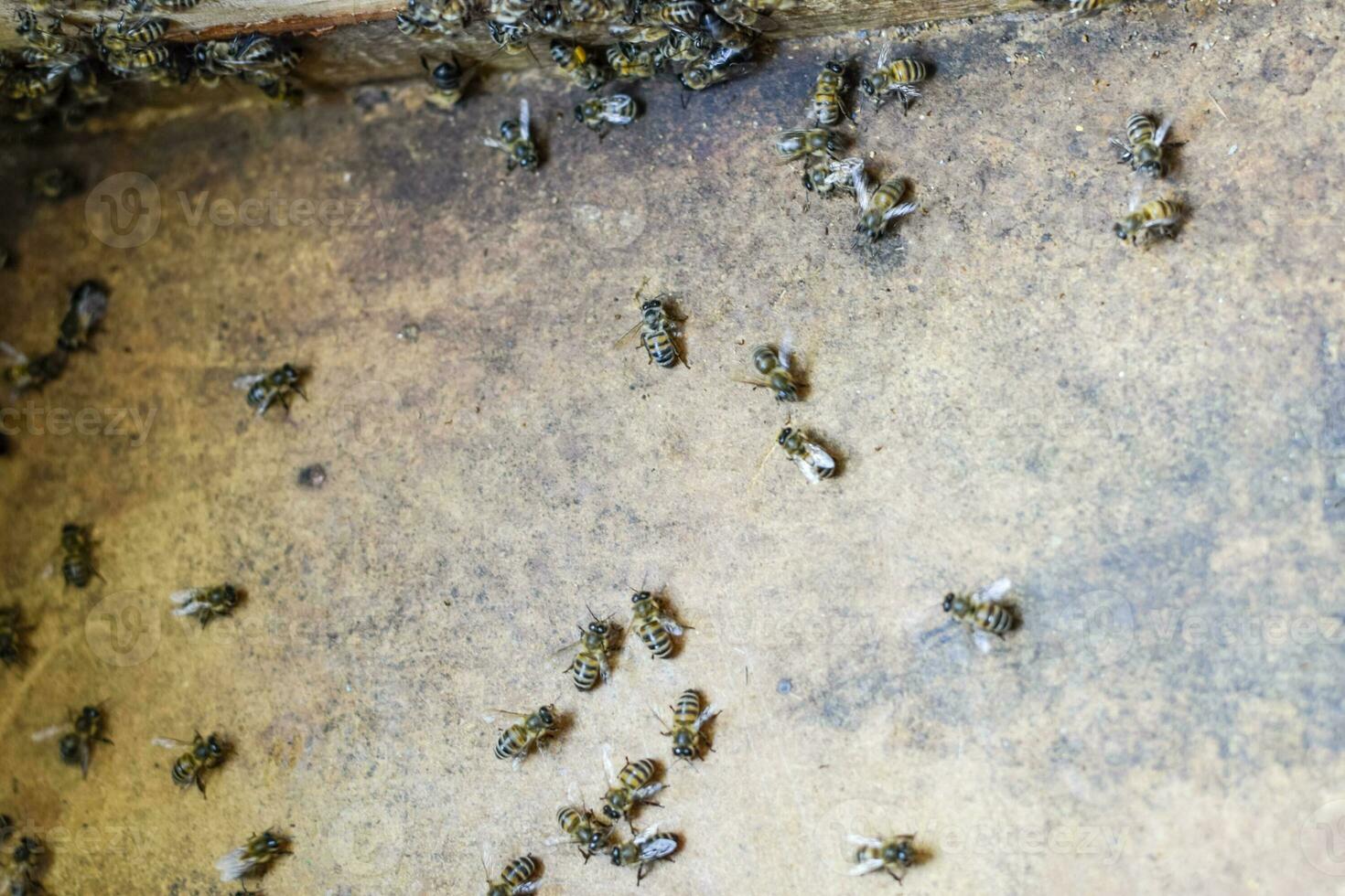 A beehive, a view from the inside. The bee-hut. Honey bee. Entrance to the hive. photo