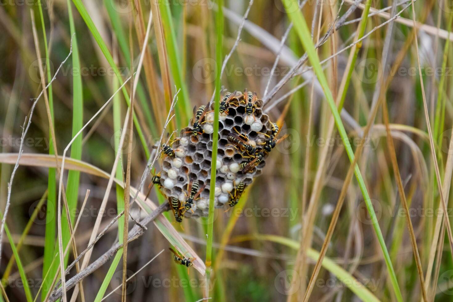 Nest of wasps polist in the grass. Small view wasp polist photo