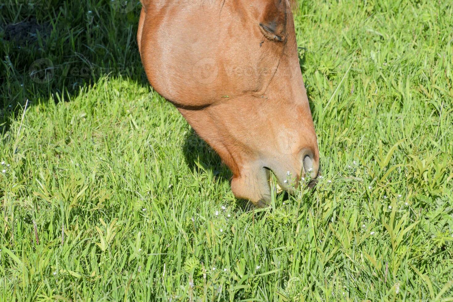 Horses graze in the pasture. Paddock horses on a horse farm. Walking horses photo