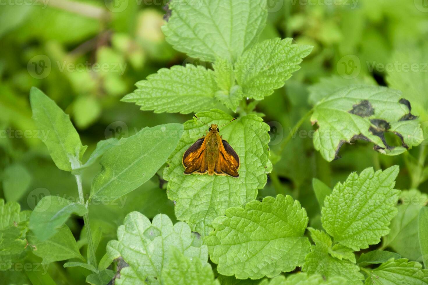 Butterfly red colored sat on a green leaf. Full photo with a sharp Closeup of a Skipper Hesperiidae butterfly taken with a macro lens. Now you can crop the photo itself