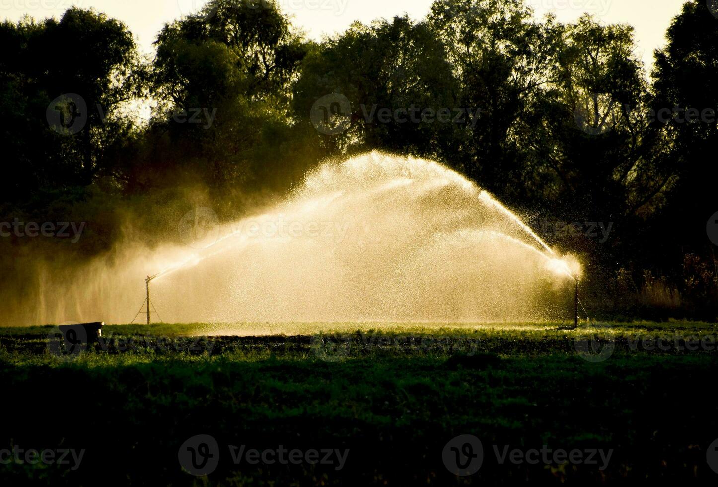 Irrigation system in field of melons. Watering the fields. Sprinkler photo