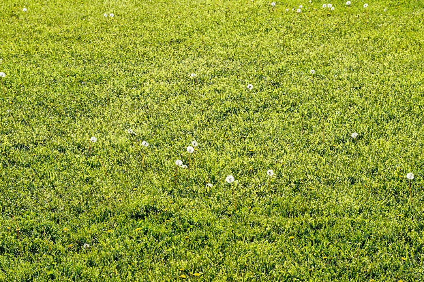 diente de león en un prado. campo de mullido diente de león foto