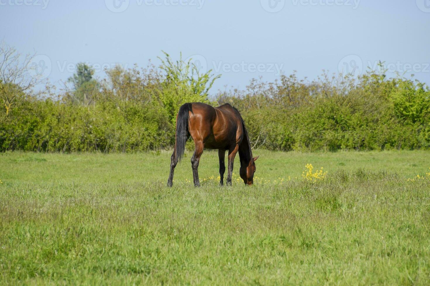Horses graze in the pasture. Paddock horses on a horse farm. Walking horses photo