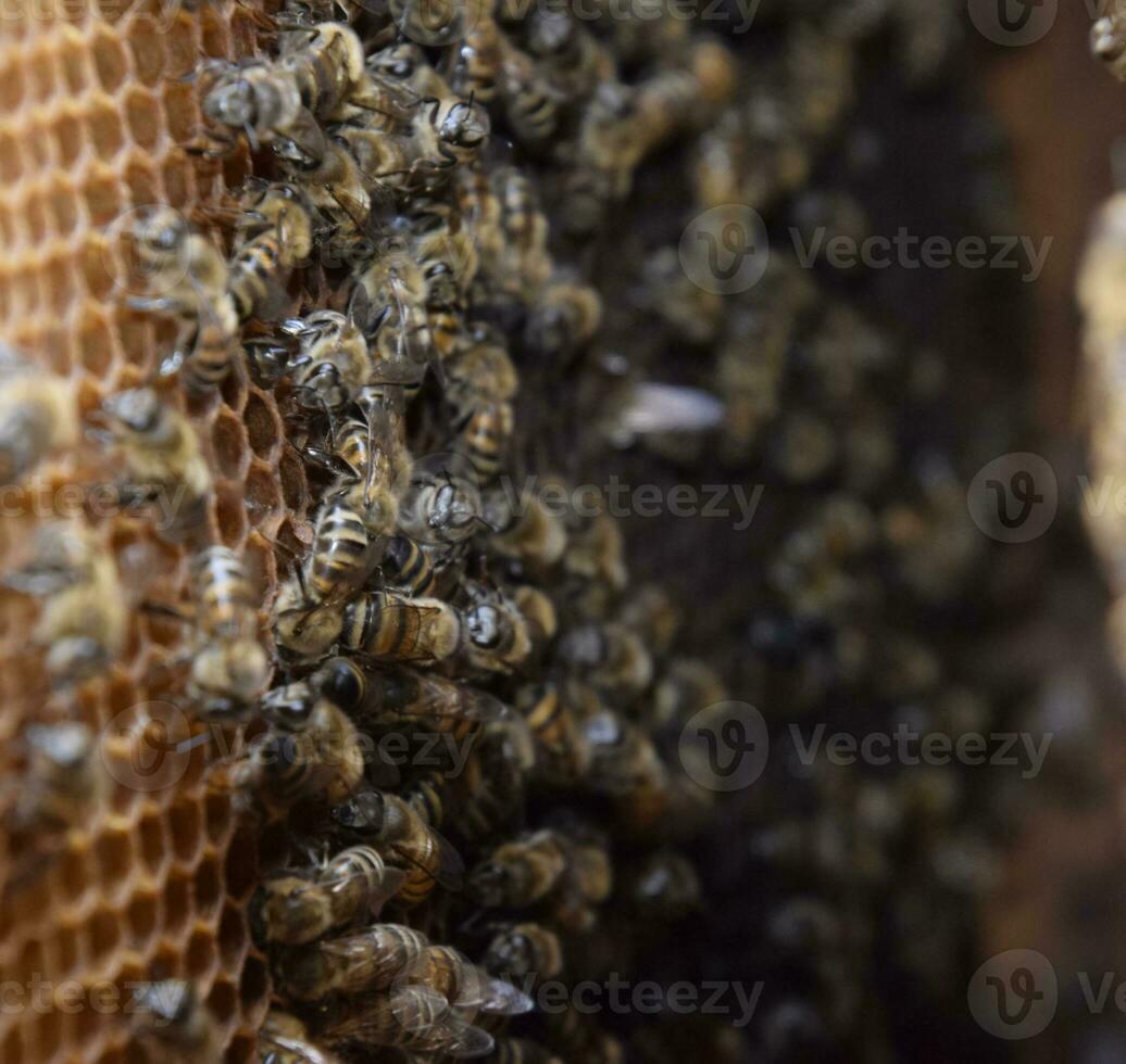 Honey bees on the home apiary photo