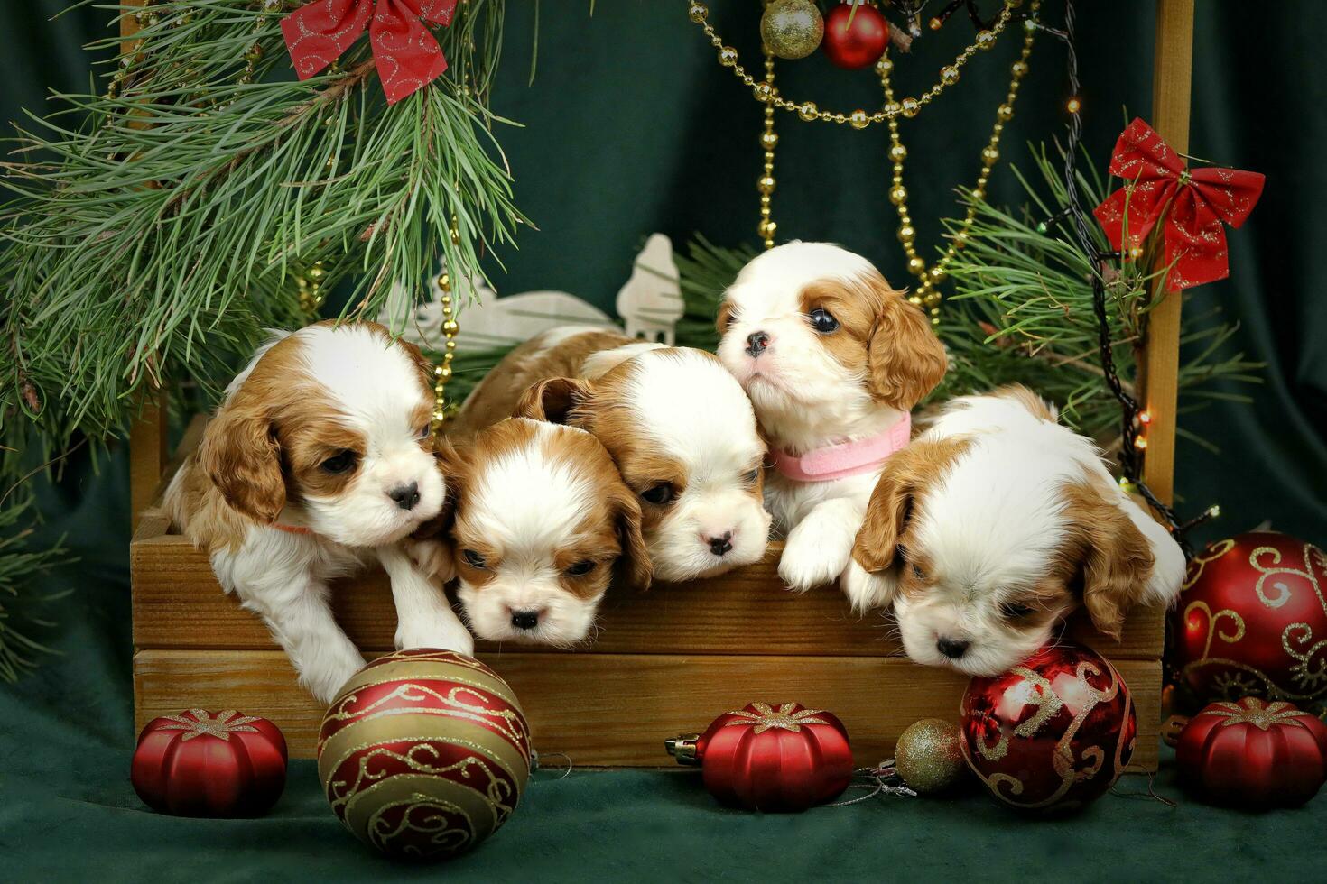 Cute small cavalier king charles spaniel puppies with christmas decorations photo