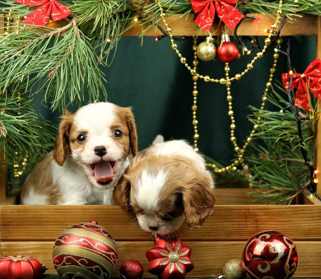 Cute small cavalier king charles spaniel puppies with christmas decorations photo