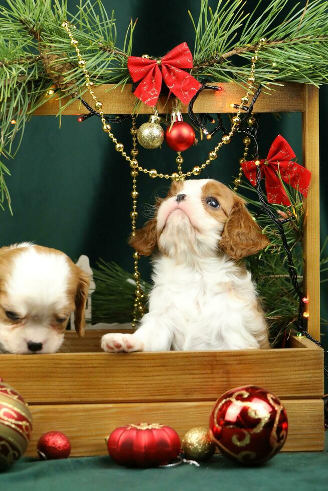 Cute small cavalier king charles spaniel puppies with christmas decorations photo