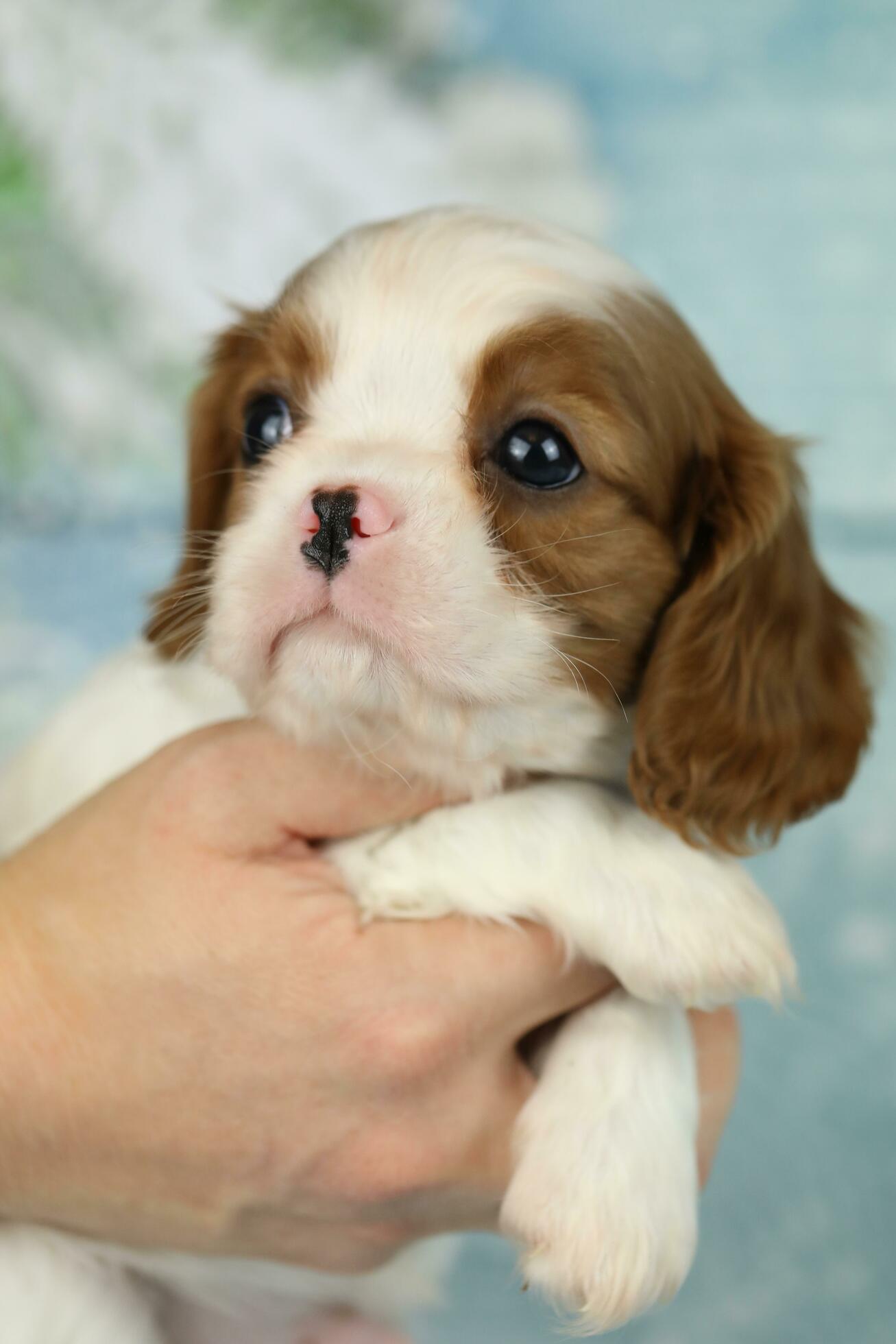 Cute cavalier King Charles spaniel puppy on blue background
