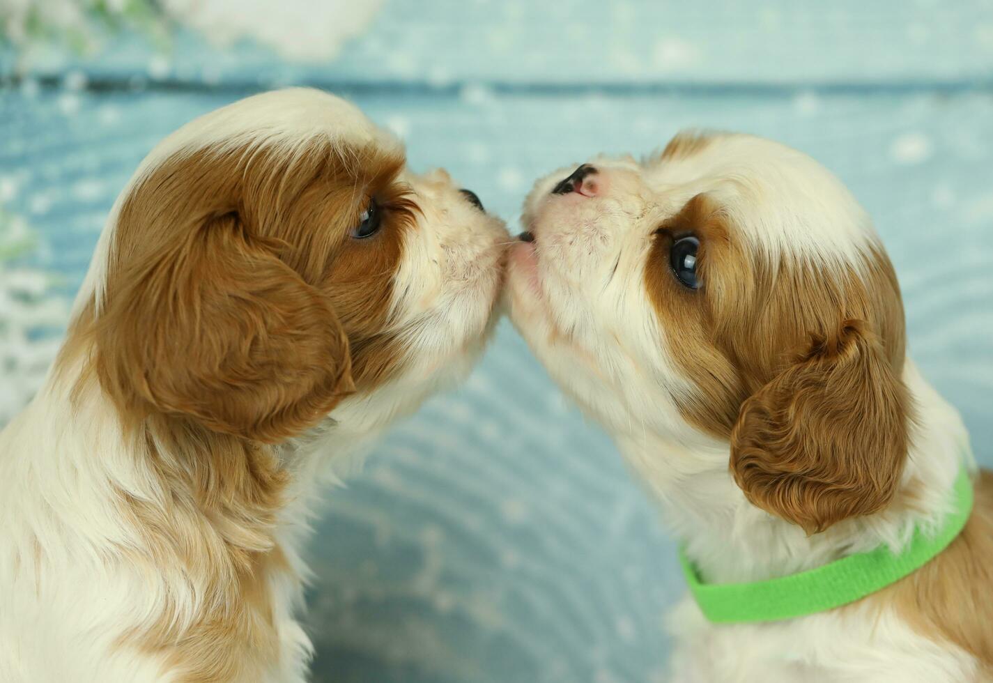 Cute cavalier King Charles spaniel puppy on blue background photo