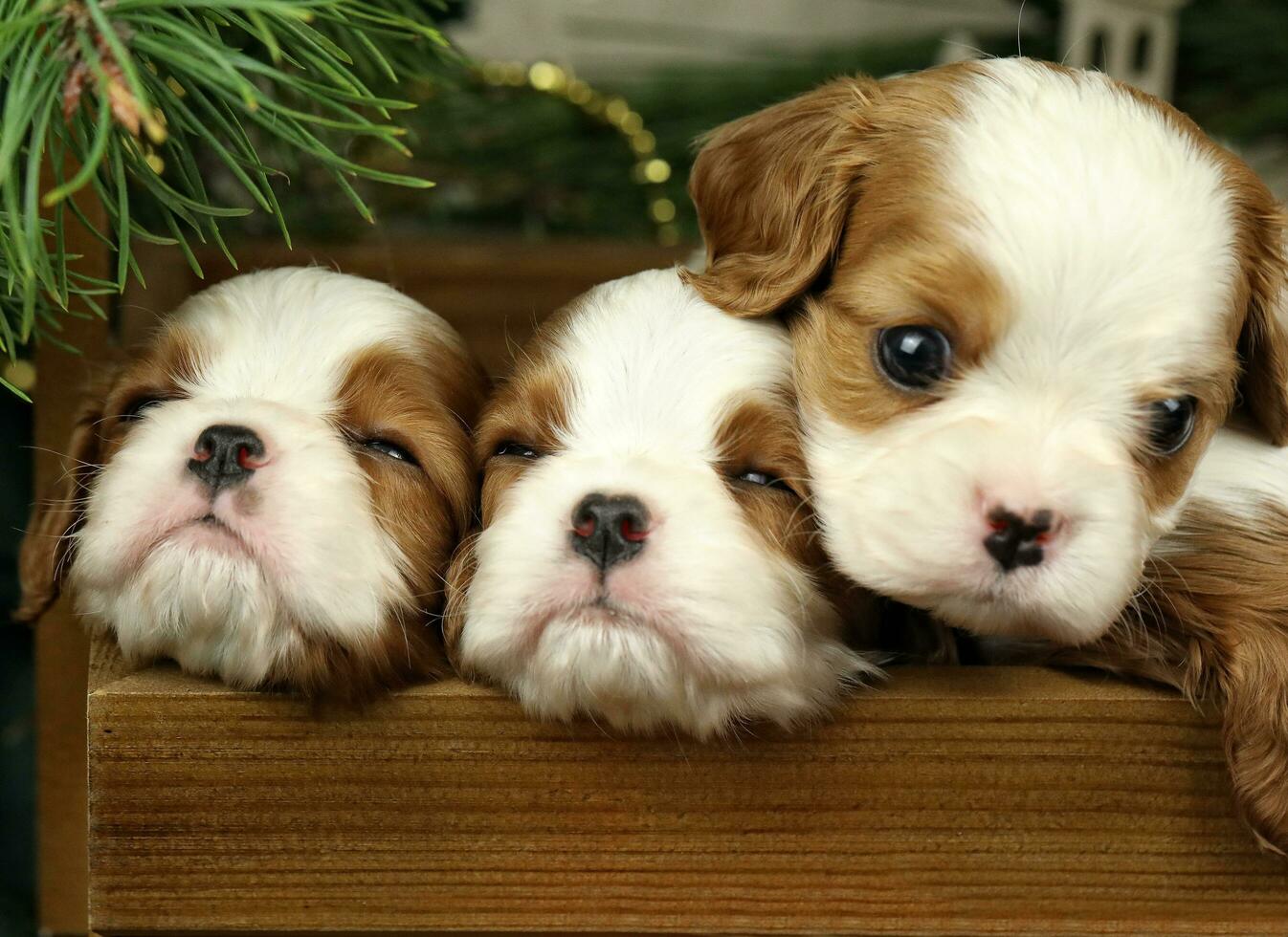 Cute small cavalier king charles spaniel puppies with christmas decorations photo