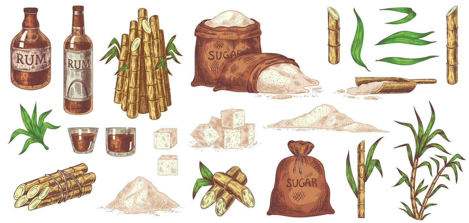 Hand drawn sugarcane and rum. Stalks and leaves plants sugarcane, sugar sack and cubes, glass and bottle of rum vintage sketch vector set