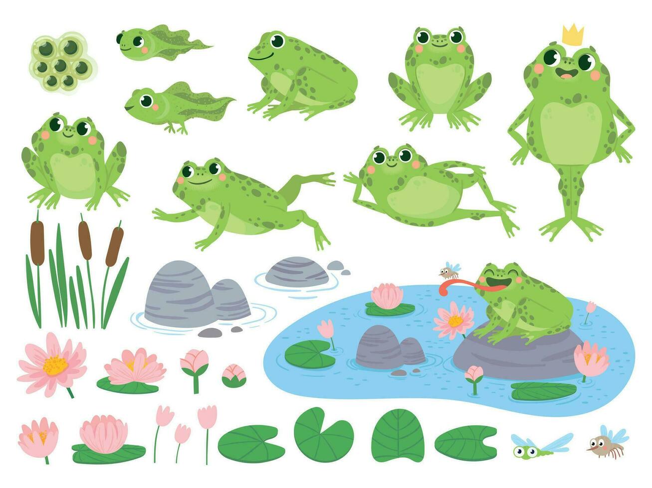 Cartoon frogs. Green cute frog, egg masses, tadpole and froglet. Aquatic plants water lily leaf, toads wild nature life vector set