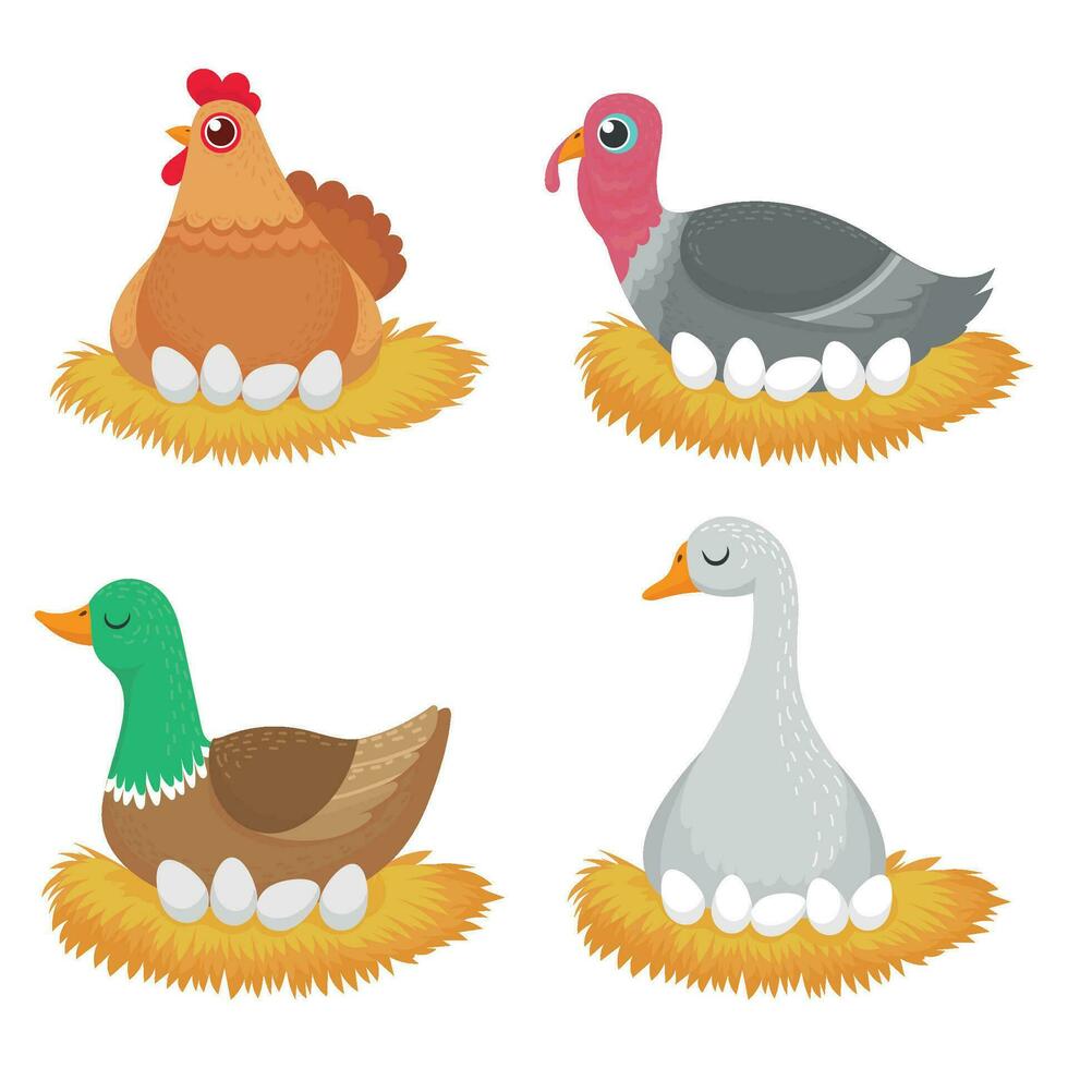 Birds in nest with eggs. Nature wildlife organic vector