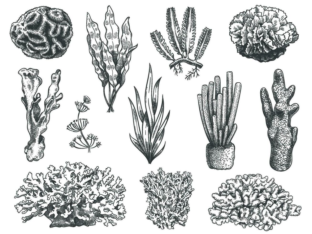 Sketch seaweed. Ocean reef coral and water plant, algae. Underwater life weeds. Marine botanical, cosmetology hand drawn engraved vector set