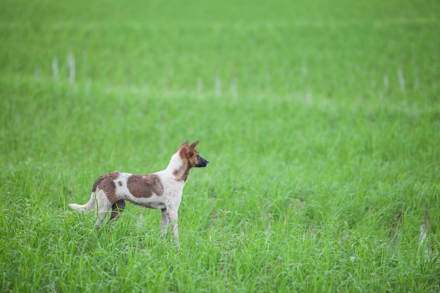 dog standing with green rice field background photo