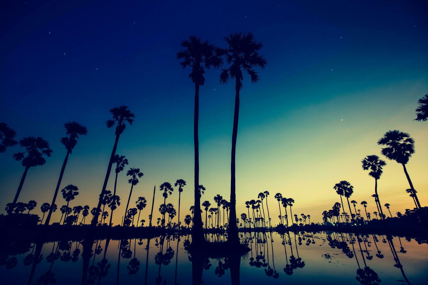 Palm trees are reflecting on water at sunrise photo