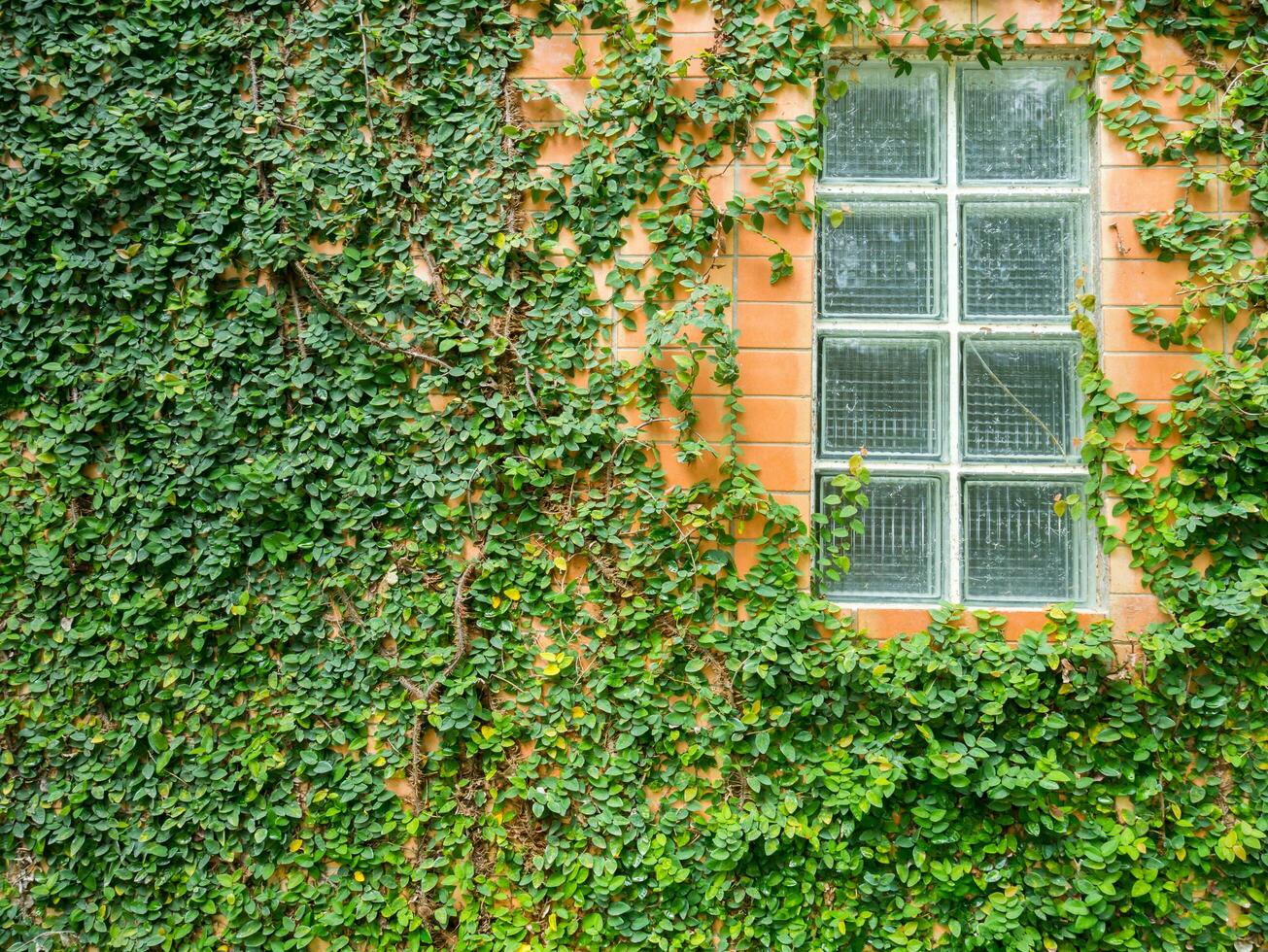 Green leaf growth cover brick wall as background photo