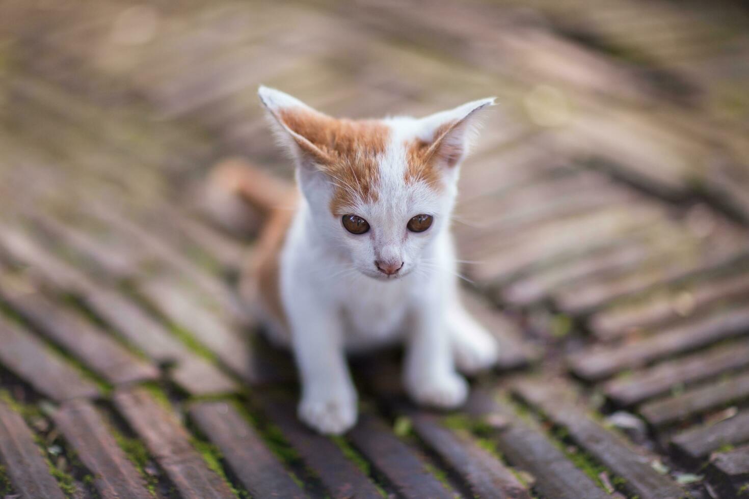 Close up cat look on camera photo