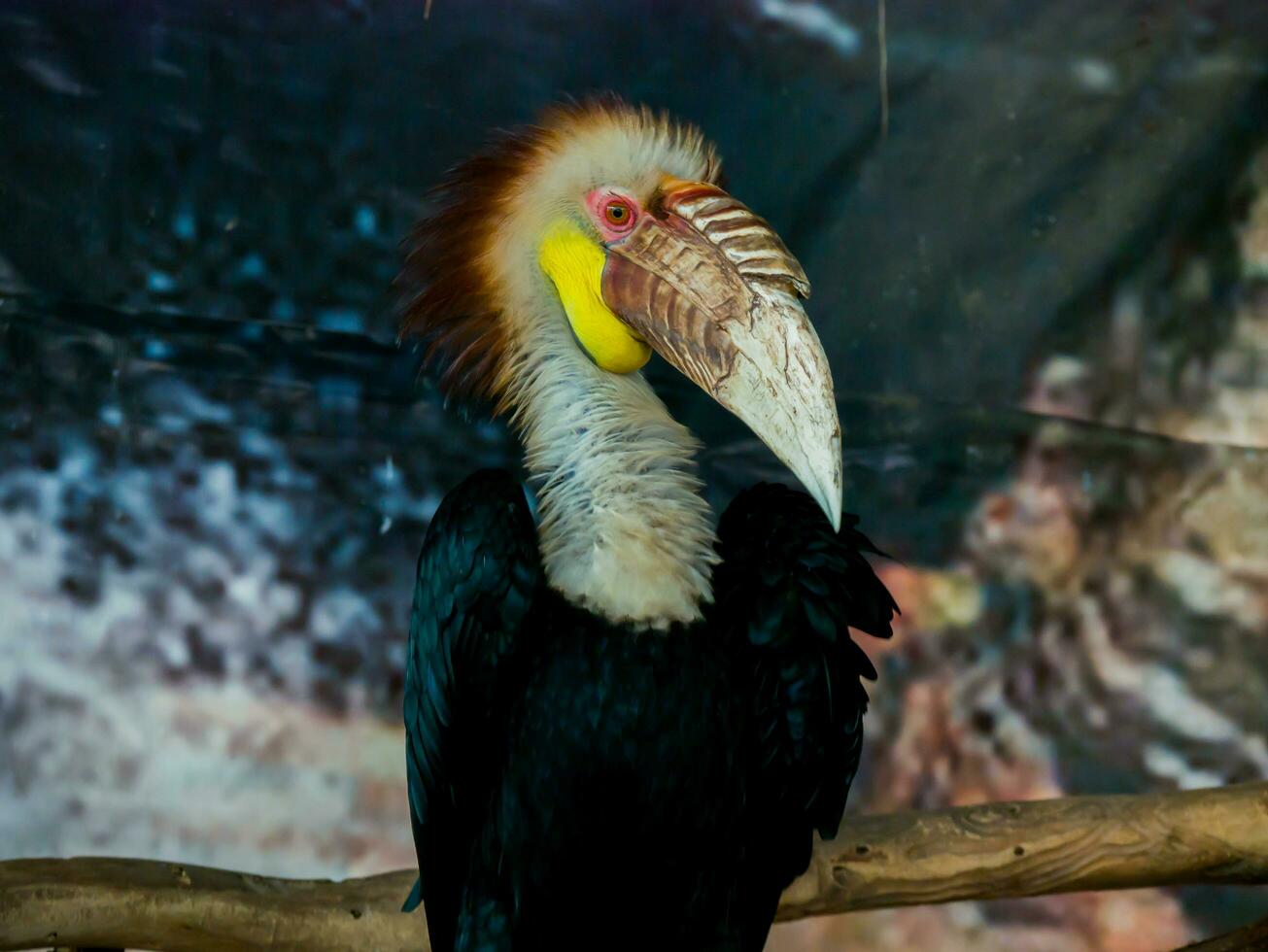 Close up of head of horn bill sit on tree photo