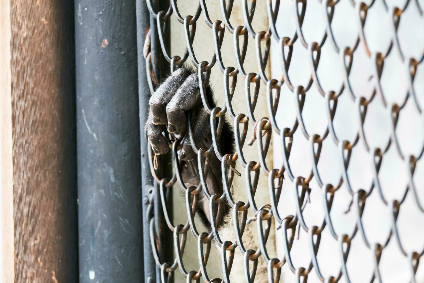 Monkey fingers are holding hand on cage photo
