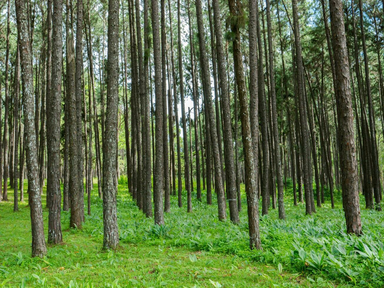 Tall of tree in wood forest on green grass photo