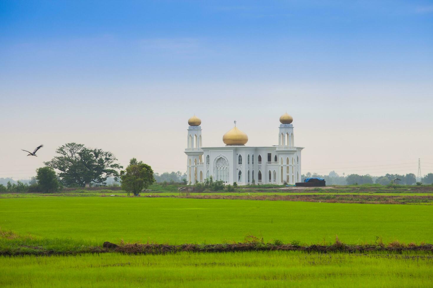 mosque view on green grass photo