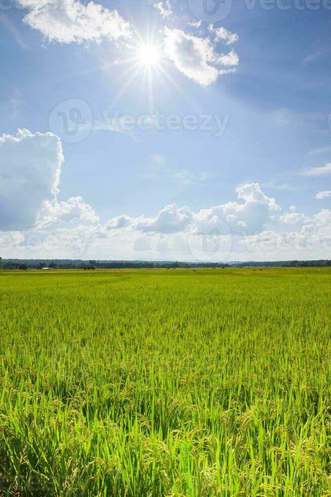 Rice field farm green and yellow color under cloudy sky photo