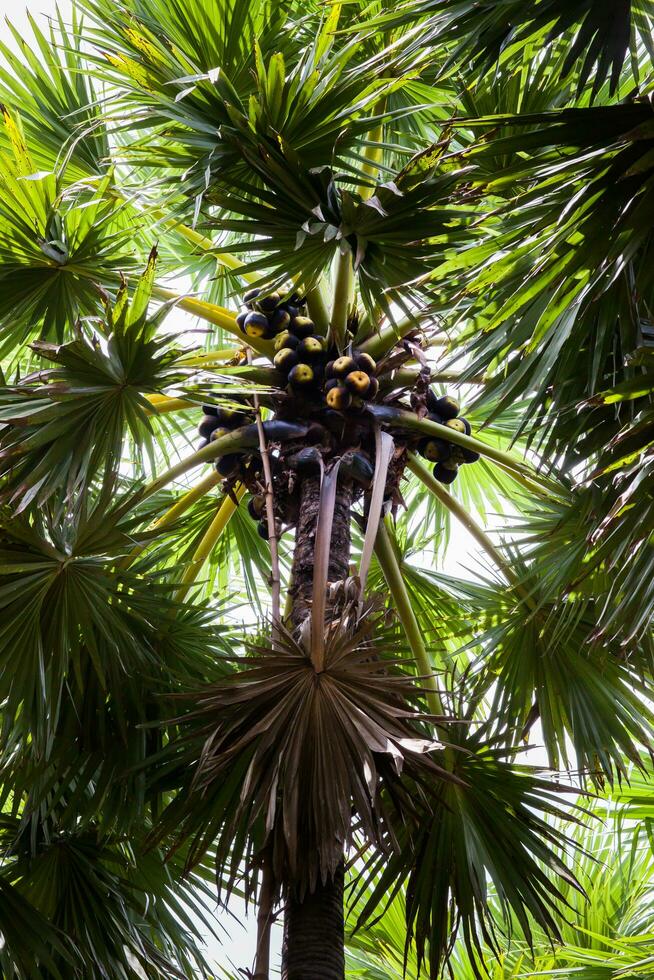 ponche palma árbol en granja foto