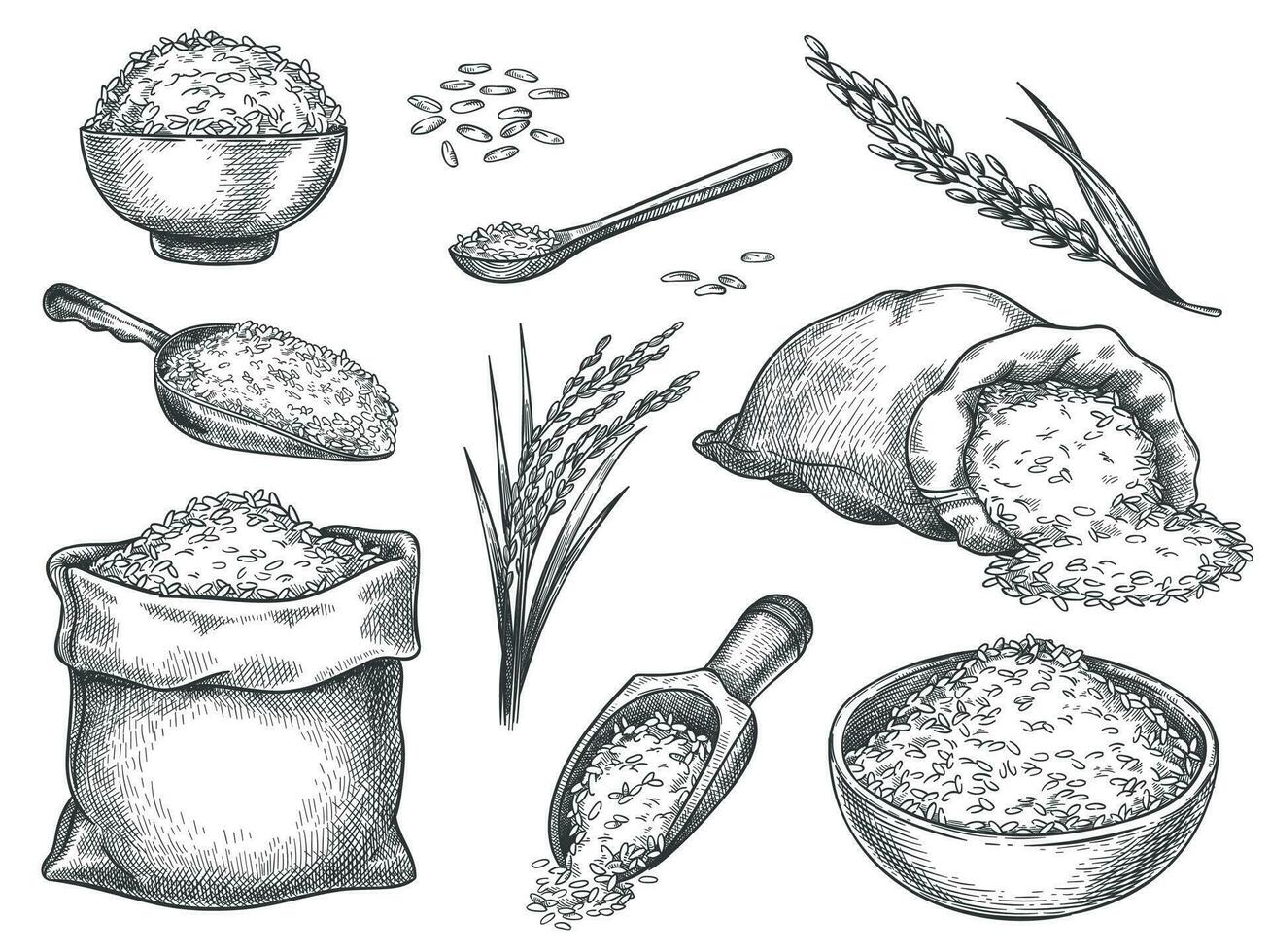 Sketch rice grains. Vintage seeds pile and farm ears. Whole basmati grain in bag, scoop and spoon. Rice porridge bowl. Hand drawn vector set
