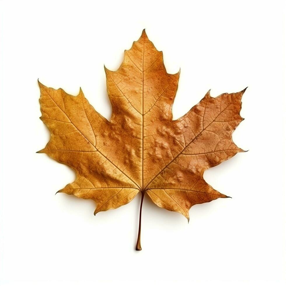 AI generated Single Spring autumn maple leaf with white background Created with generative Ai photo