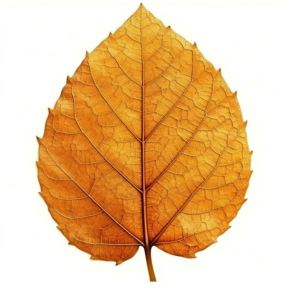 AI generated Single Spring autumn maple leaf with white background Created with generative Ai photo