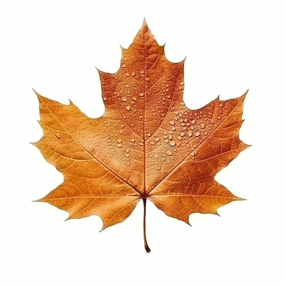 AI generated Single Spring autumn maple leaf with white background Created with generative Ai photo