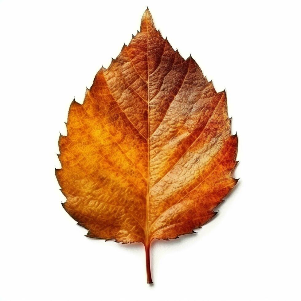 AI generated Single Spring autumn maple leaf with white background Created with generative Ai photo