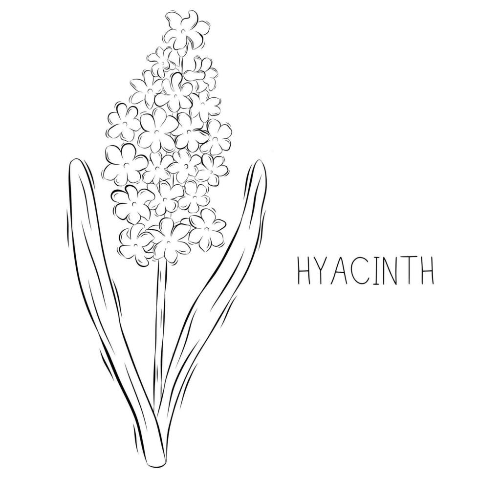 Sketch vector illustration of hyacinth flower in doodle style. Botanical herbs. A trendy rustic plant.