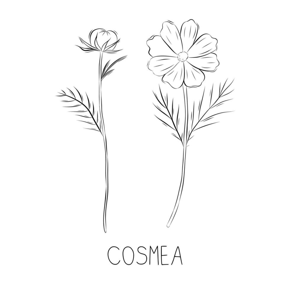 Sketch vector illustration of cosmea flower in doodle style. Botanical herbs. A trendy rustic plant.