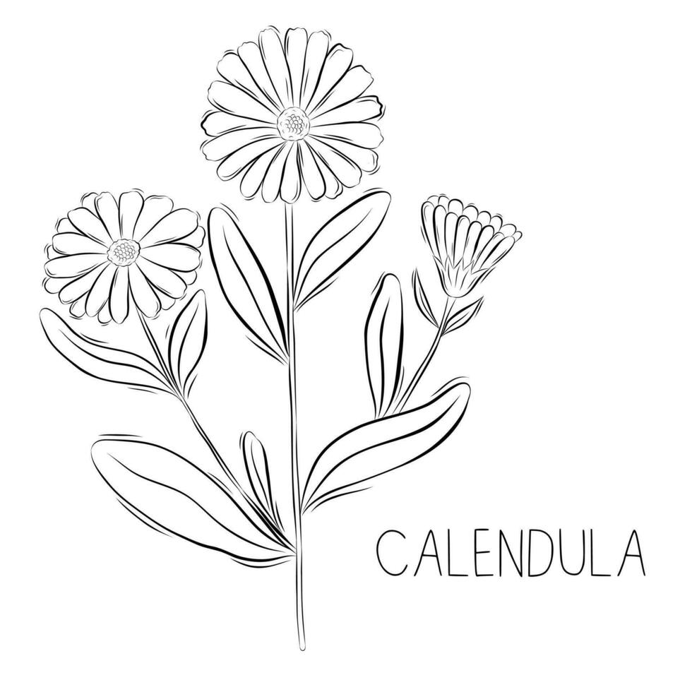 Sketch vector illustration of Calendula flower in doodle style. Botanical medicinal herbs. A trendy rustic plant.