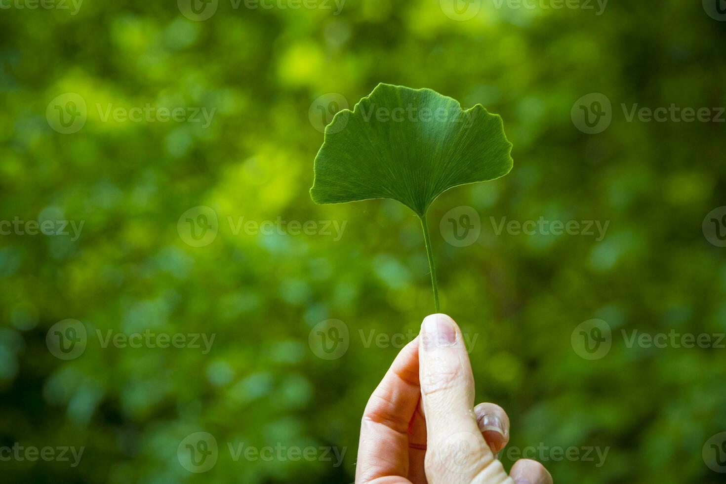 Hand holding Ginkgo leaf rom maidenhair tree photo