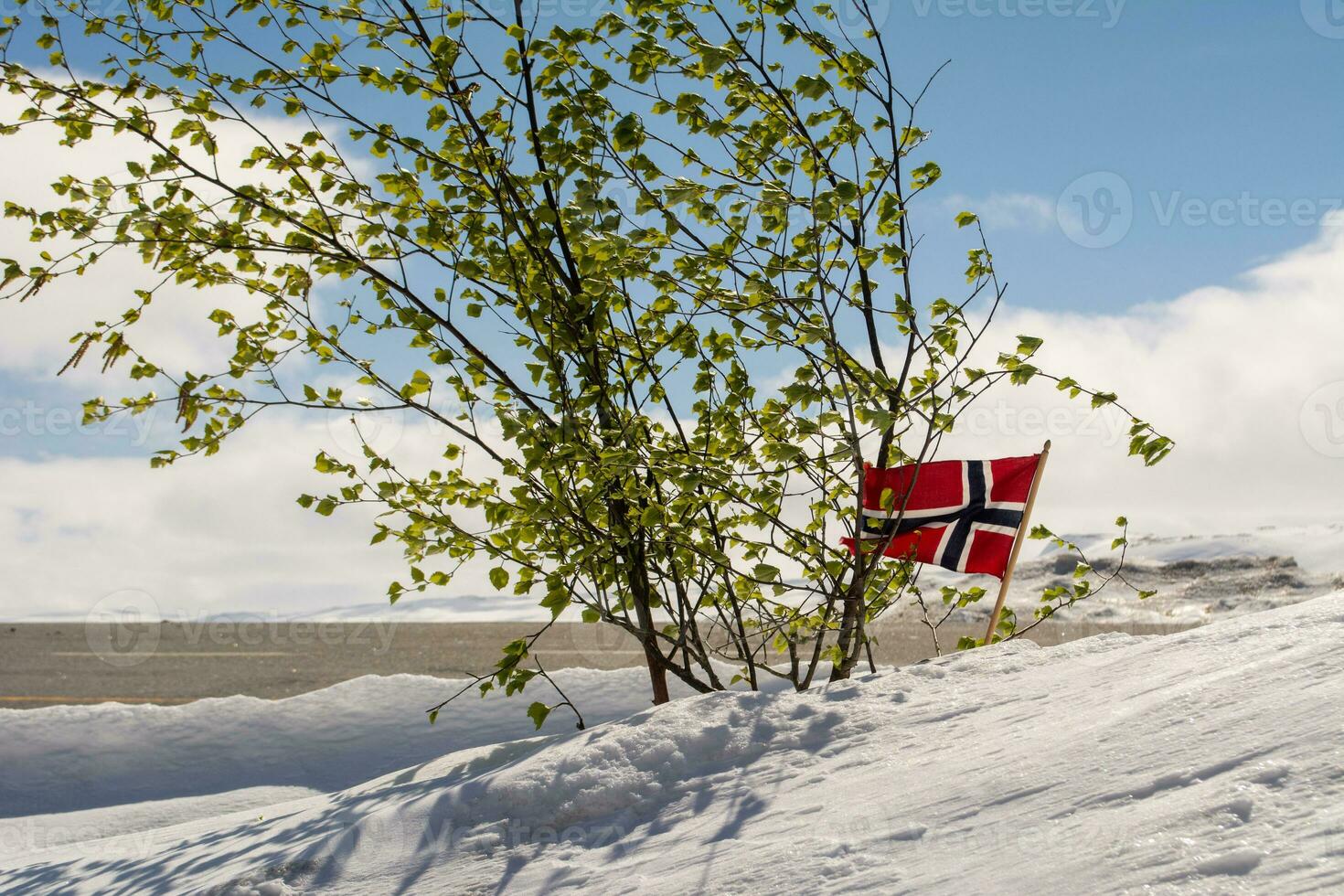 Winter scene with snow, small tree with leafs and norwegian flag photo