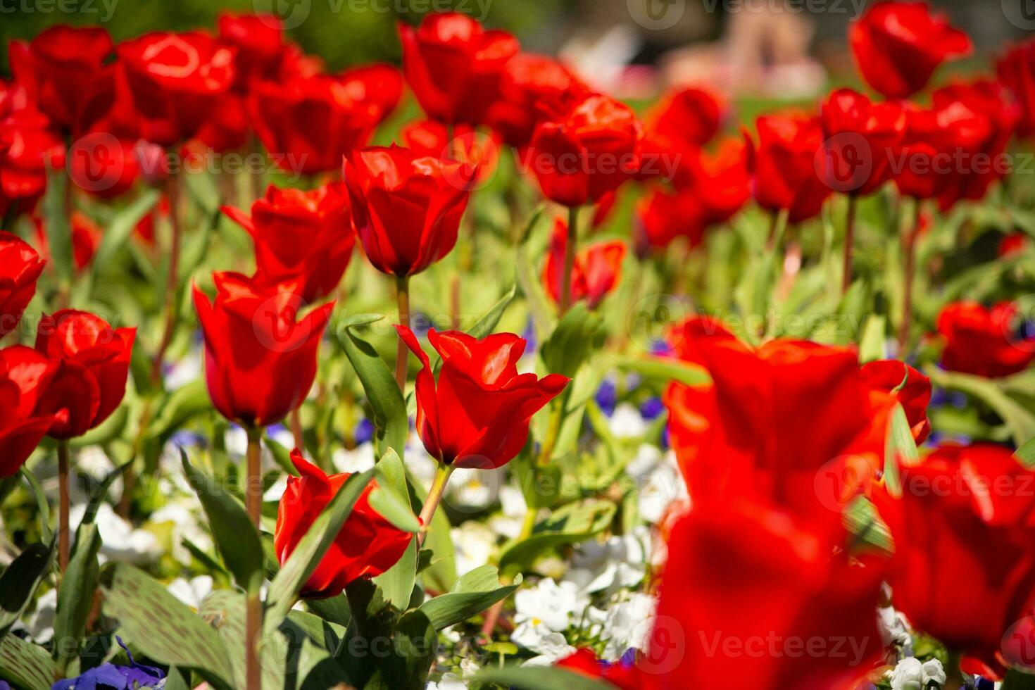 Close-up and selective focus shot of Tulip flower bed photo