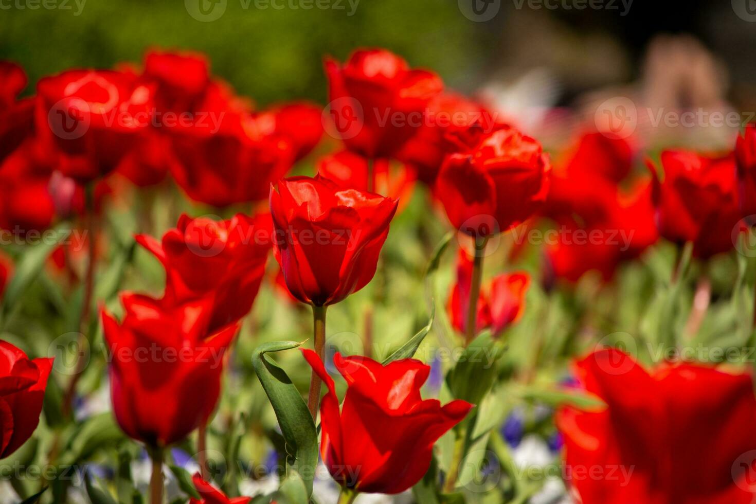 Close-up and selective focus shot of Tulip flower bed photo