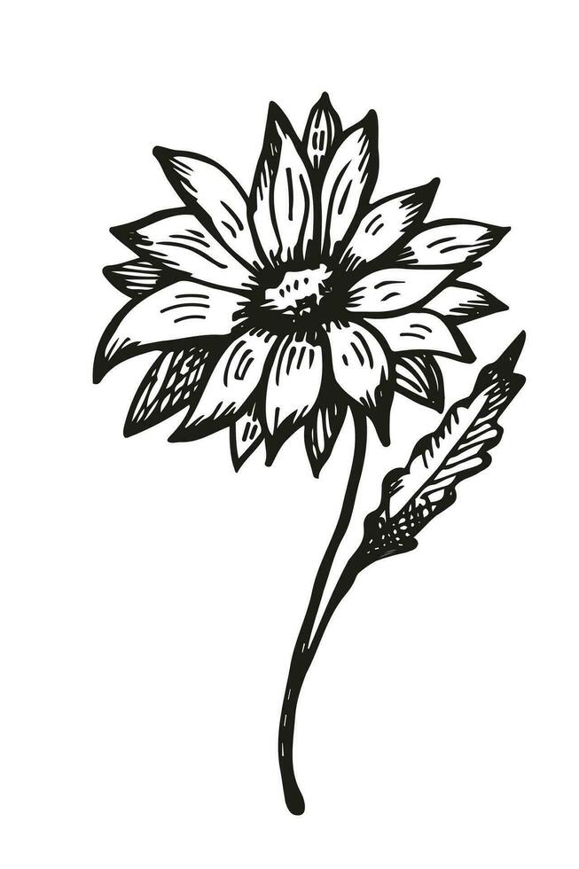 aster flor bosquejo dibujado en tinta por mano vector ilustración. dibujo grabado planta, diseño elemento para tatuaje, imprimir, papel, póster, tarjeta, logo