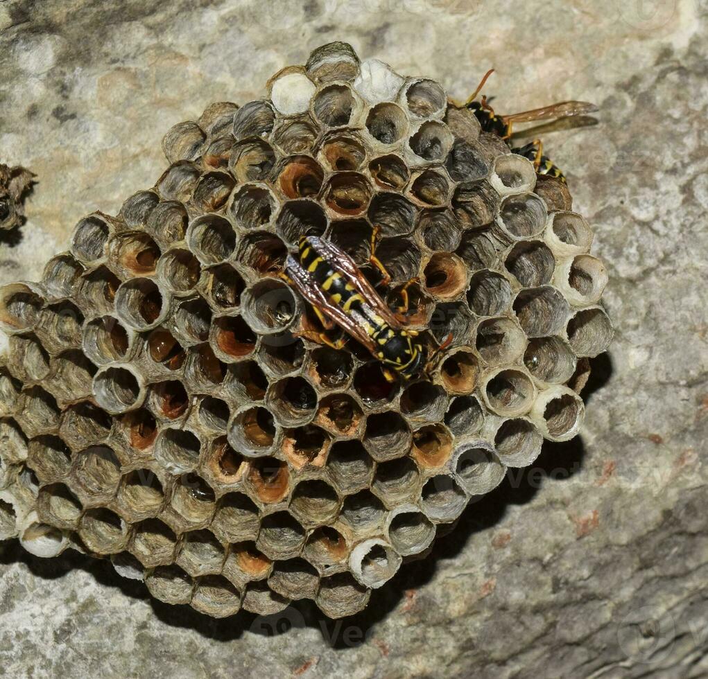 Wasp nest with wasps sitting on it. Wasps polist. The nest of a family of wasps which is taken a close-up photo