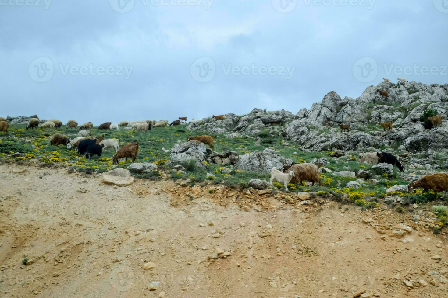 Sheep and goats graze on the slopes of the mountains. Grazing cattle. photo
