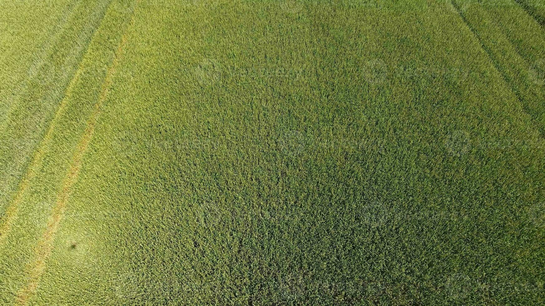 verde trigo en el campo, parte superior ver con un zumbido. textura de trigo verde antecedentes. foto