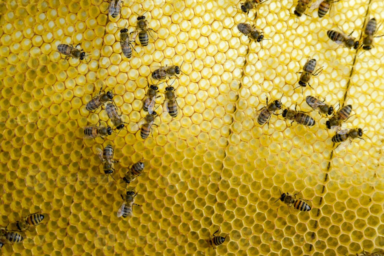 Roy bees on wax combs. Bee honeycomb, Plank with honeycomb from the hive. Honey bee. photo