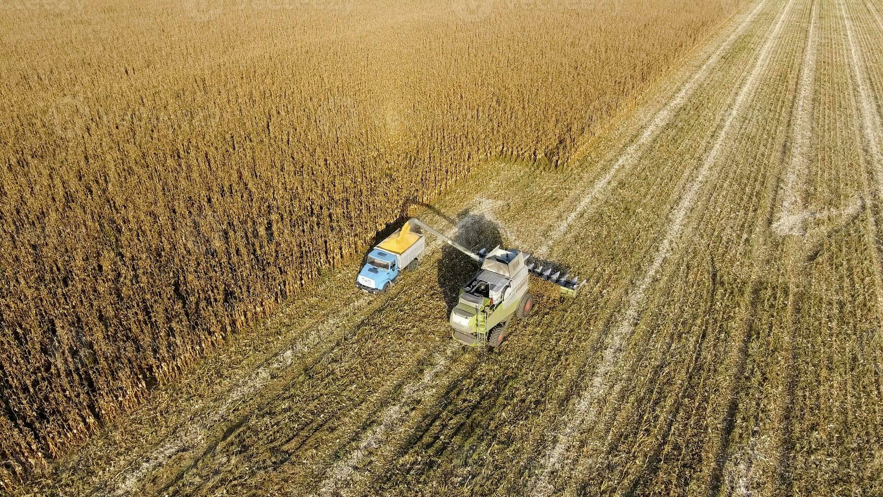 Combine harvester pours corn grain into the truck body. Harvester harvests corn. photo