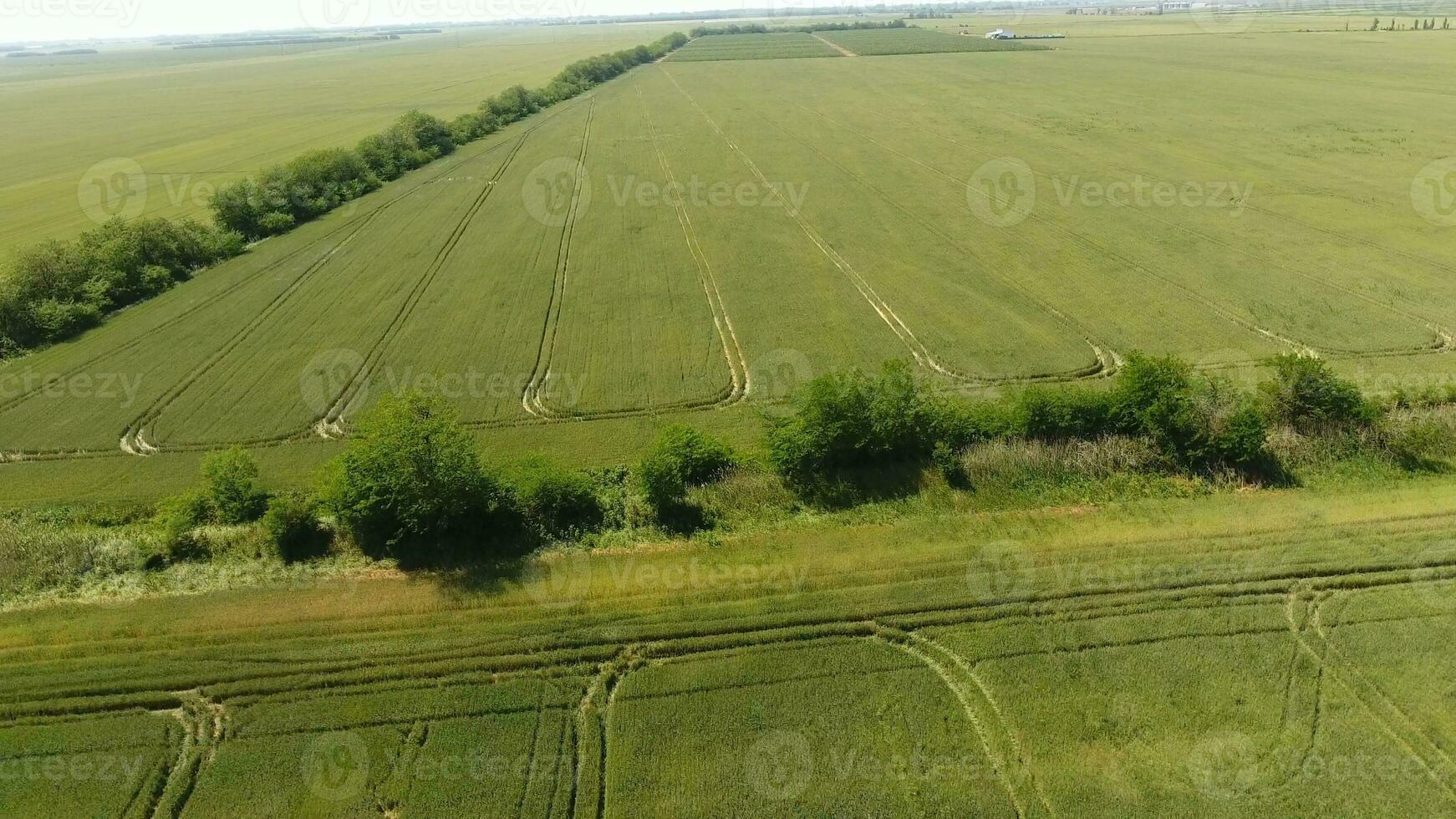 Green wheat in the field, top view with a drone. Texture of wheat green background. photo